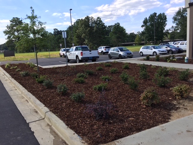 Parking Lot Island Plantings